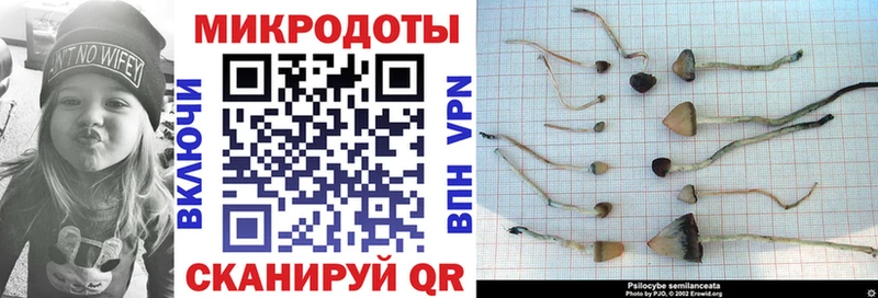 цены наркотик Хилок Псилоцибиновые грибы Magic Shrooms